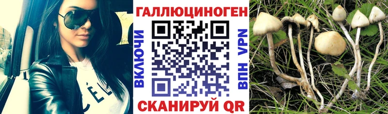 Псилоцибиновые грибы Psilocybine cubensis  Юрьев-Польский 